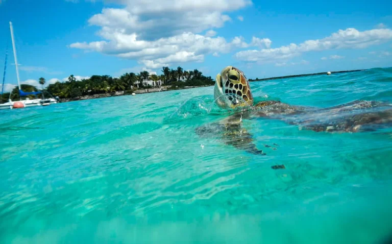 Beach Tortugas